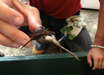 タガメに襲われたカエル